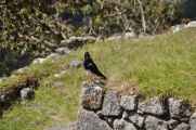 079 110520 Inca Trail 4