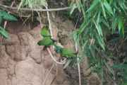 006 110522 Puerto Maldonado